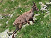 61 Stambecco torna dal lago dopo aver bevuto